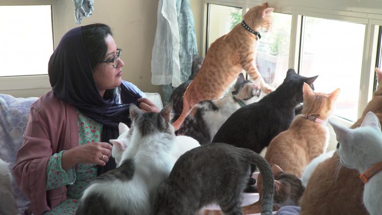 سيدة القطط .. تعيش مع 100 قطة وعلى قناعة بما تقوم فيه .. فيديو