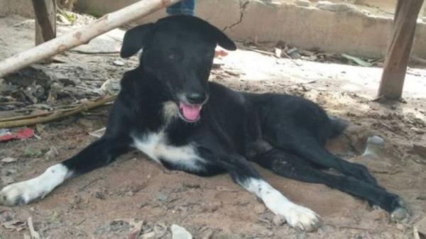 تايلاند .. كلب أعرج ينقذ رضيعاً دفنته والدته حياً