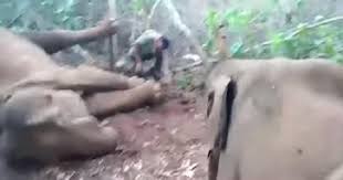 صغير فيل يحاول إيقاظ أمه التي توشك على الموت