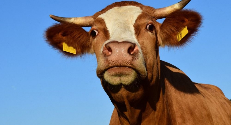 النمسا تحذر مواطنيها من تقبيل البقر