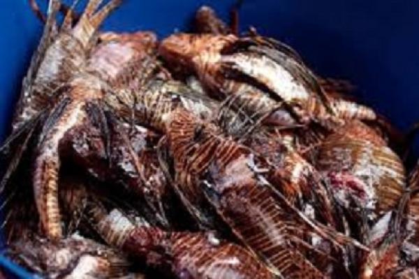 في قبرص .. سمكة التنين مطلوبة سواء نافقة أو مشوية مع الأرز