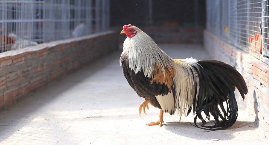 مهاجم أفريقي يتلقى دجاجة حية مكافأة تألقه (صورة)
