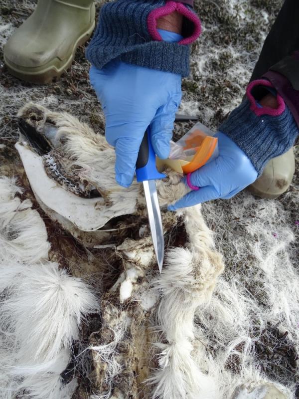 العثور على 200 حيوان رنّة نفقت من الجوع في القطب الشمالي