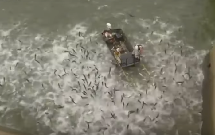 مشهد مرعب لحظة اصطياد أسماك بعد صعقها بالكهرباء(فيديو)