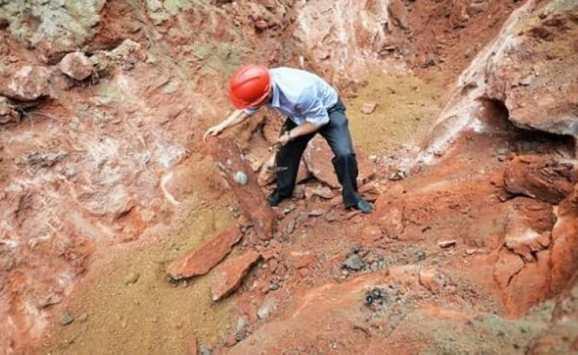 اكتشاف بقايا بطريق عاش قبل 66 مليون سنة