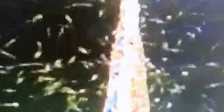 شاهد بالفيديو...سرب من النحل يوقف مباراة في الدوري البرازيلي