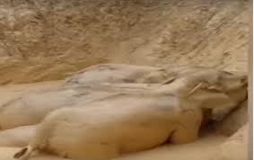 شاهد بالفيديو .....5 فيلة تسقط في حفرة طينية.. ماذا فعلت