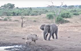 بالفيديو... معركة بين وحيد قرن وفيل في صراع من أجل البقاء