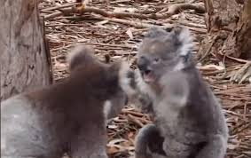 بالفيديو... ذكر وأنثى الكوالا يخوضان معركة شرسة
