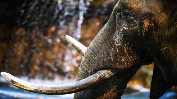 روسيا تهب الغابون مجانا أسلحة خفيفة لحماية الفيلة