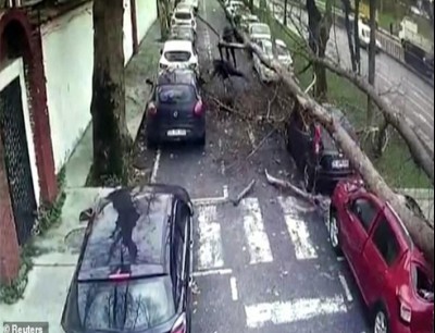شاهد بالفيديو... شجرة عملاقة تقع على ثلاثة أشخاص وتدمر سيارة في تركيا