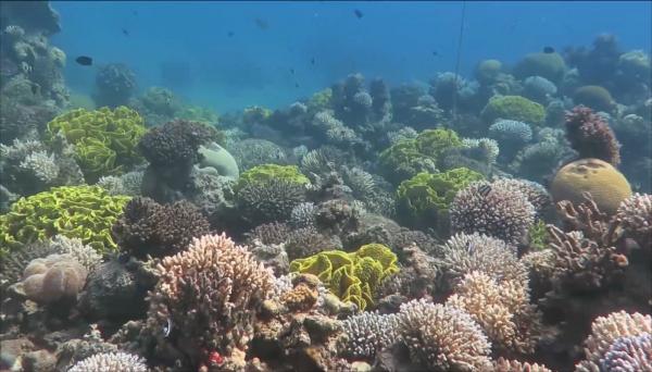 الشعب المرجانية الخارقة في البحر الأحمر
