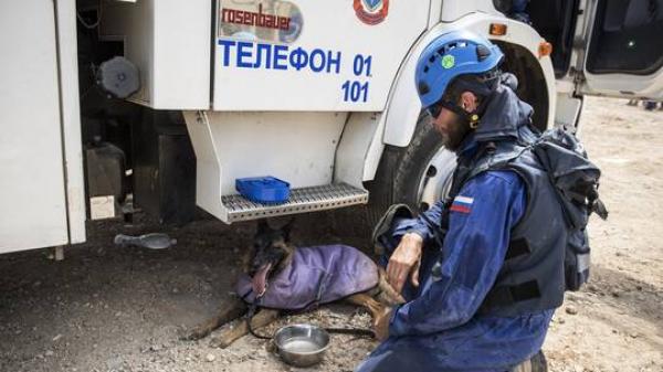 مصير الكلاب المدربة في روسيا بعد إحالتها على التقاعد