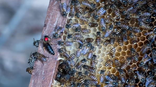 كيف يحمي النحل خلاياه من العدو العملاق؟