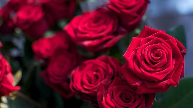 عيد الحب يضاعف أسعار الورد في الأردن