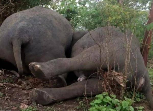 صاعقة تقتل 18 فيلاً في الهند بثوانٍ