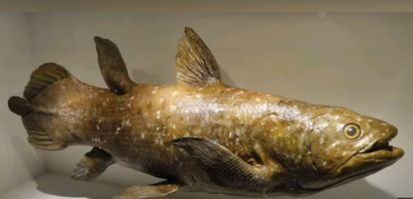 العثور على سمكة حية يعود تاريخها لـ420 مليون عام