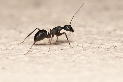 خلطات طبيعية للقضاء على النمل