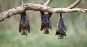 دراسة: 140 نوعا من فيروسات كورونا بالخفافيش لا ترتبط بكوفيد19