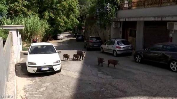 الخنازير البرية تغزو العاصمة الإيطالية روما (فيديو)