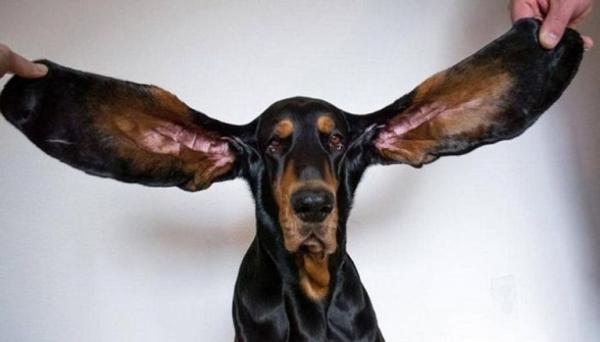 كلب يدخل موسوعة جينيس بأطول أذنين في العالم