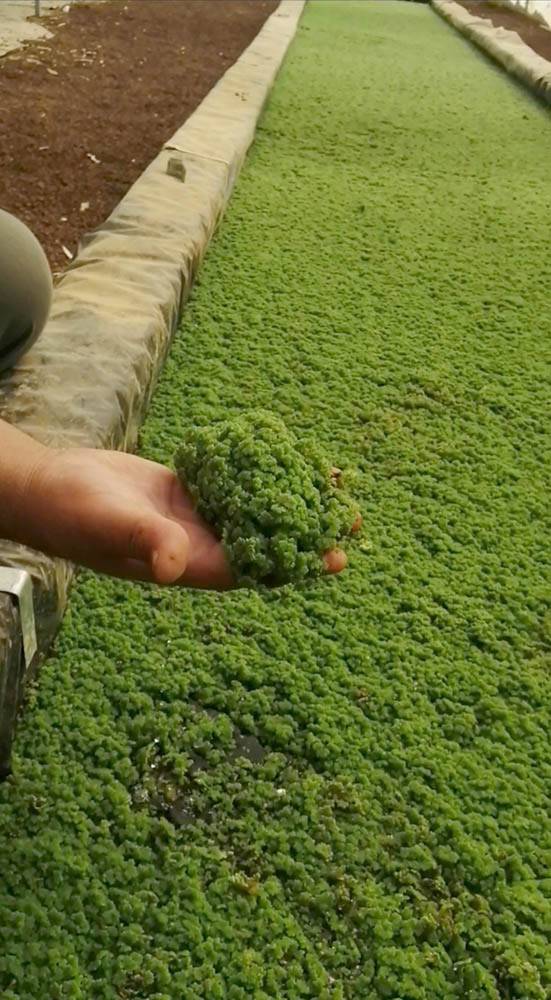 زراعة نبات الآزولا العلفية في محطة الوالة الزراعية