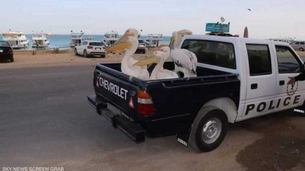 طائر البجع في قبضة الشرطة المصرية .. ما القصة؟