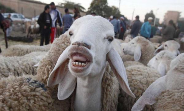 بعد يومـين من خروجه من السجن .. جزائري يقتل آخر بسبب خروف العيد