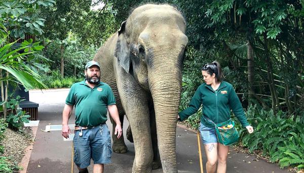 حزن رسمي وشعبي في أستراليا على نفوق أقدم فيلة في حدائقها