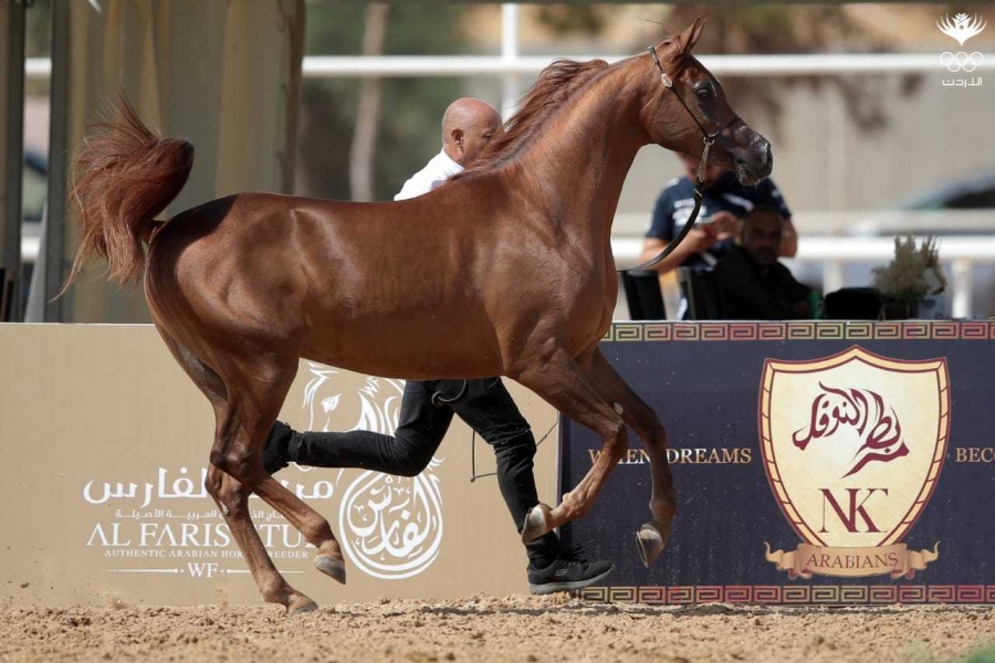 انطلاق بطولة الشرق الأوسط لجمال الخيول العربية الأصيلة