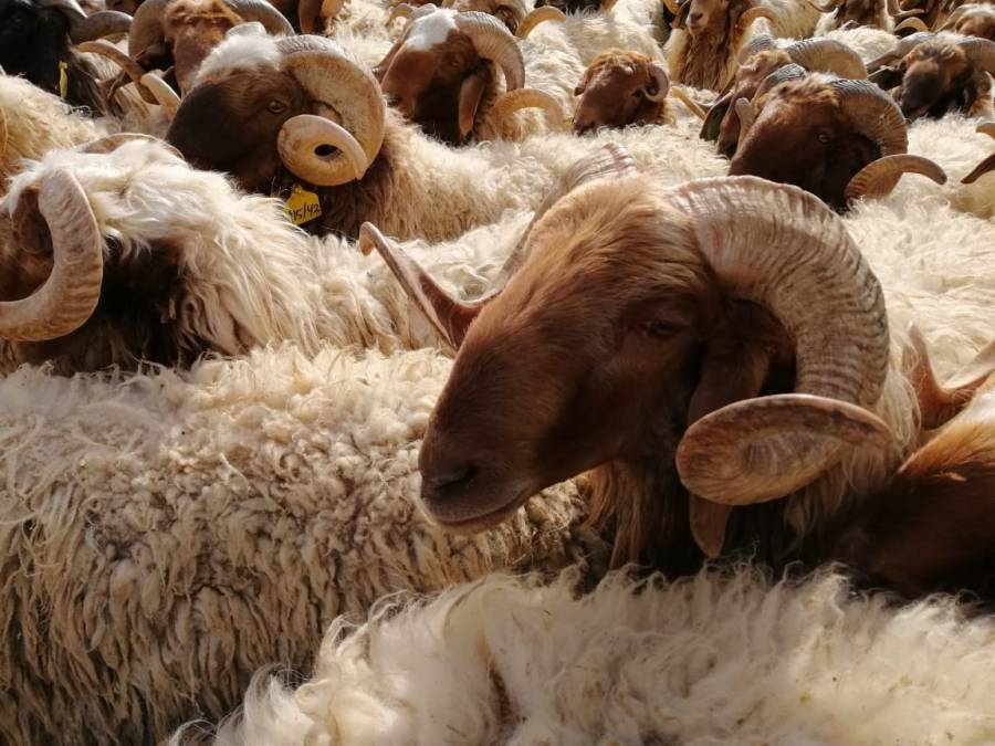 مهم جدا لمربي الاغنام بالاردن.. تفاصيل