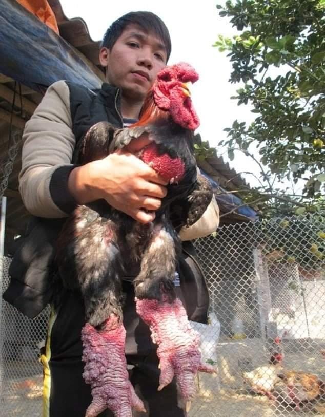 دجاج التنين وجبة رأس السنة المفضلة في فيتنام