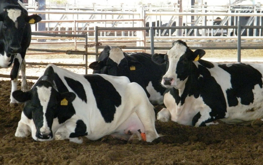 الزراعة: الحمى القلاعية لا تسبب نفوق الأبقار