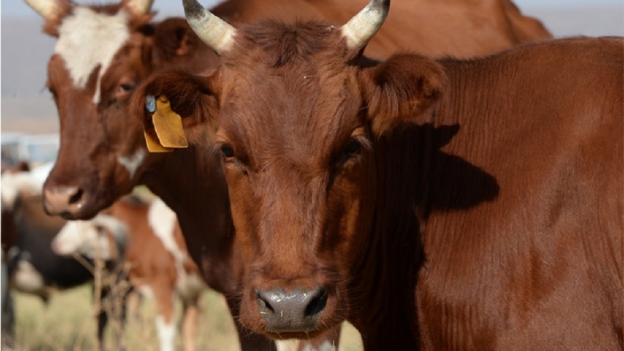 البرازيل: الأردن يوقف استيراد لحوم الأبقار بعد رصد إصابة بجنون البقر