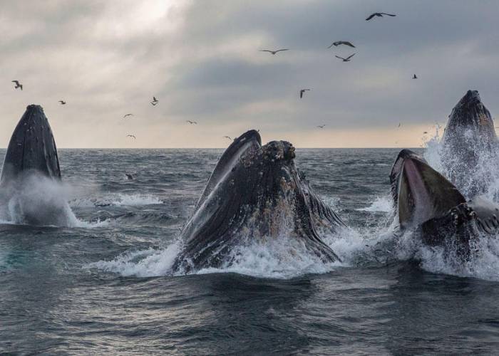 الحيتان الصائبة الجنوبية تتجمع قبالة الأرجنتين