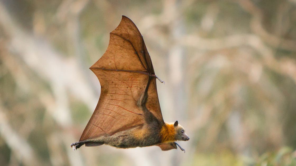 كورونا والخفافيش ثانية.. دراسة تكشف مفاجأة من العيار الثقيل