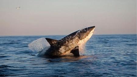 استخدام الدرون في شواطئ نيويورك للحماية من القرش
