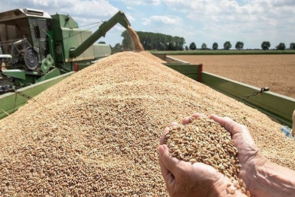 أسعار القمح تتجه لأطول سلسلة خسائر فصلية منذ 14 عاما