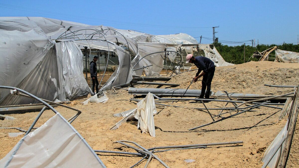 مليونا دولار قيمة الخسائر اليومية للإنتاج الزراعي في غزة