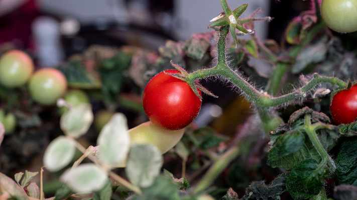 رواد محطة الفضاء يعثرون على الطماطم المفقودة فى المحطة منذ 8 أشهر