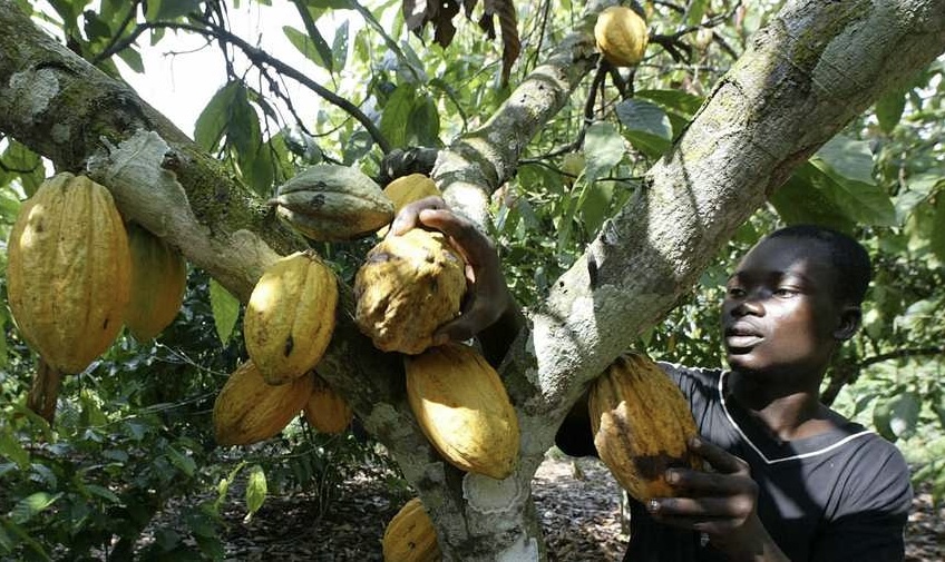 صناعة الكاكاو في غانا مهددة بسبب التعدين غير الشرعي