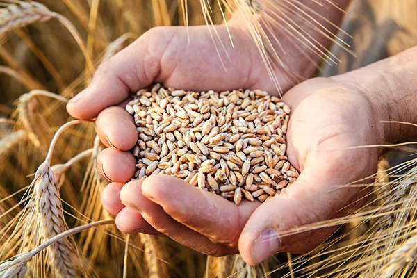 محصول الحبوب في روسيا يسجل 142.6 مليون طن في 2023