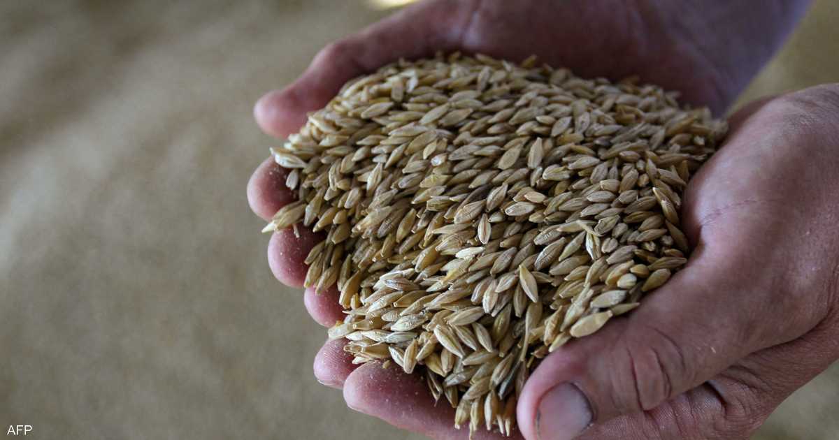 روسيا تُهدي جمهورية إفريقيا الوسطى 50 ألف طن من الحبوب