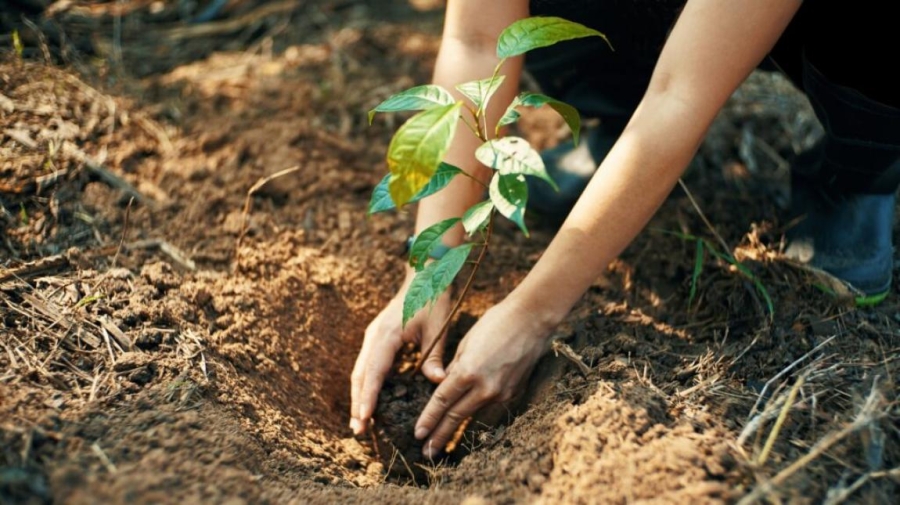 الكرك.. حملة لزراعة 10 ملايين شجرة