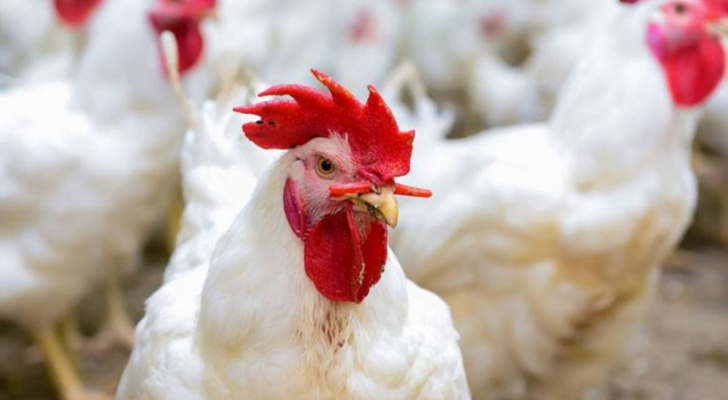 انخفاض أسعار الدجاج خلال اليومين الماضيين