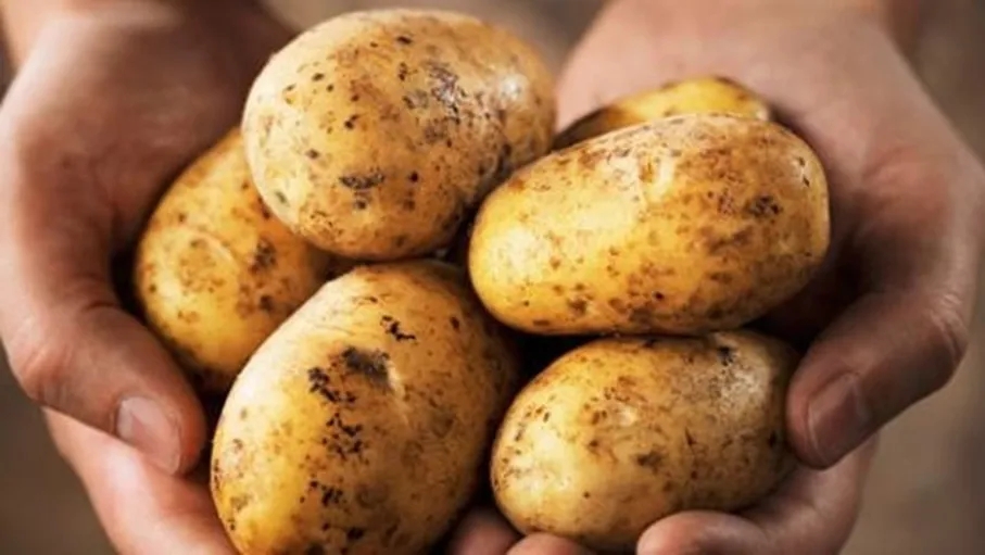 السوق القطري يبدأ باستيراد البطاطا من الأردن بكميات كبيرة
