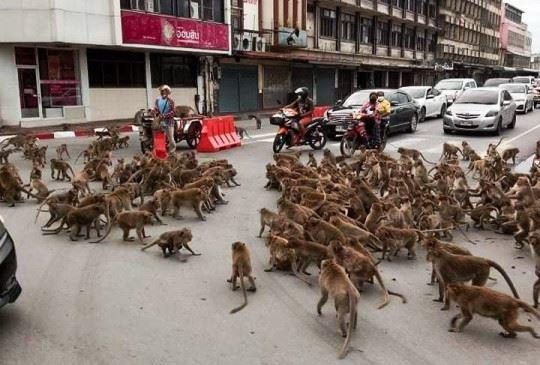 تايلاند تضع خطة لإنهاء الحرب الأهلية مع (القردة)