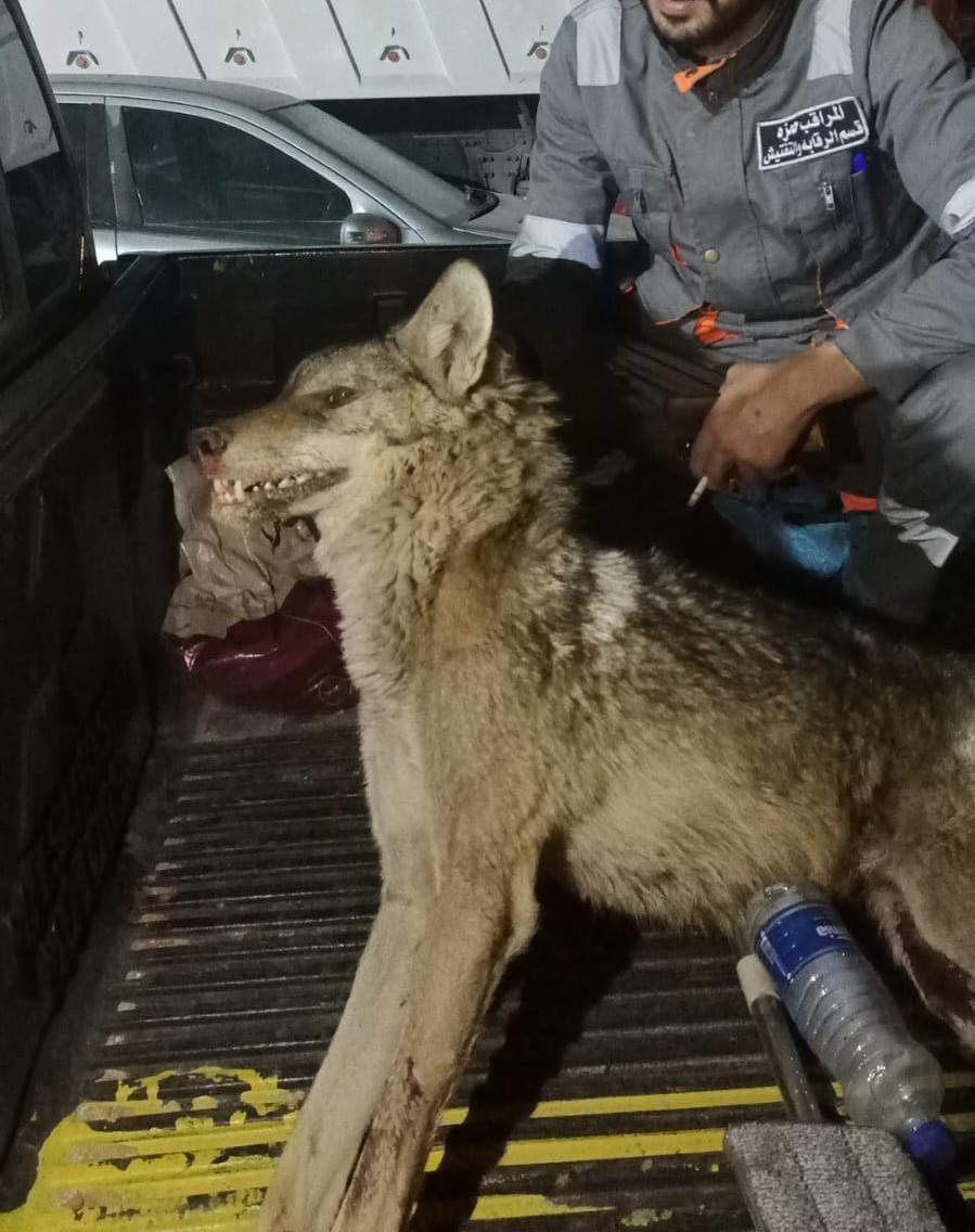 ‏قتل ذئب روع السكان في معان