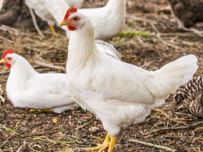 الحكومة : لا مبرر لارتفاع أسعار الدجاج