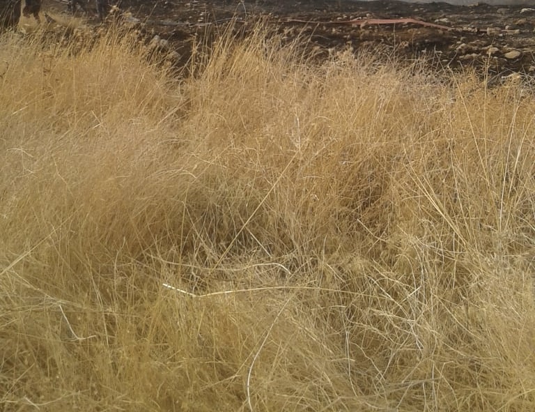 جرش: مطالب بتكثيف حملات إزالة الأعشاب الجافة تلافيًا لاشتعال الحرائق
